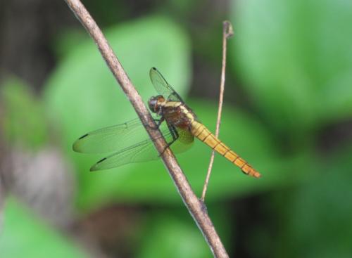 Réf. 195 335 : Orthetrum chrysis